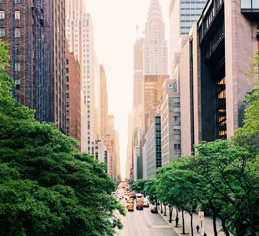 City buildings and trees