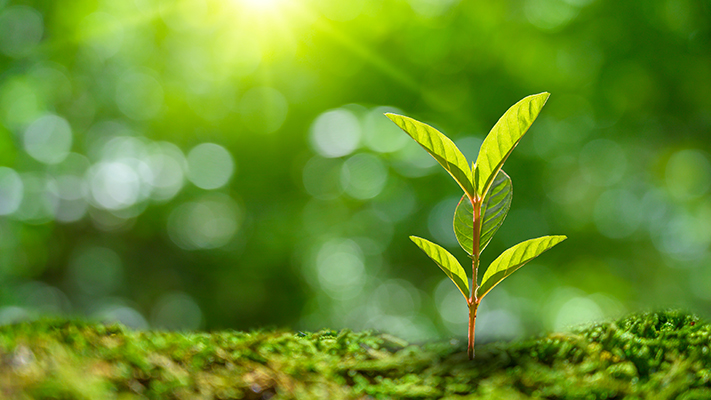 Petite plante qui pousse